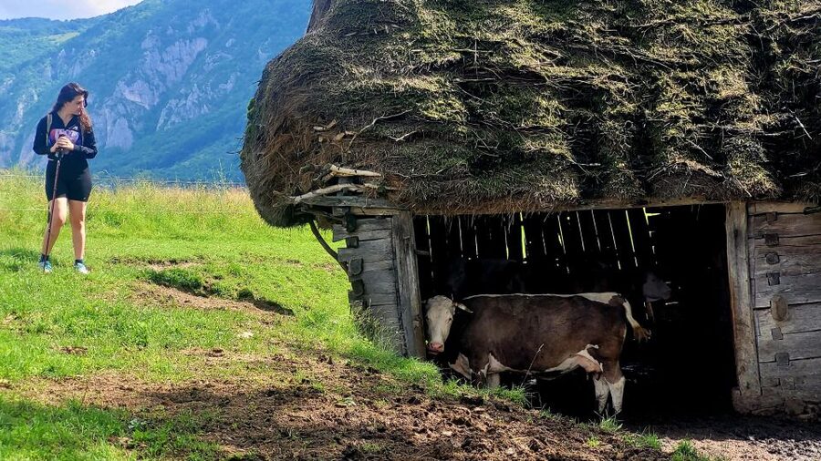From Cluj-Napoca: Apuseni Mountains Hiking Guided Day Tour - Posaga de Sus to the ridge: beech forest, abandoned wood hovels, then the white cliffs