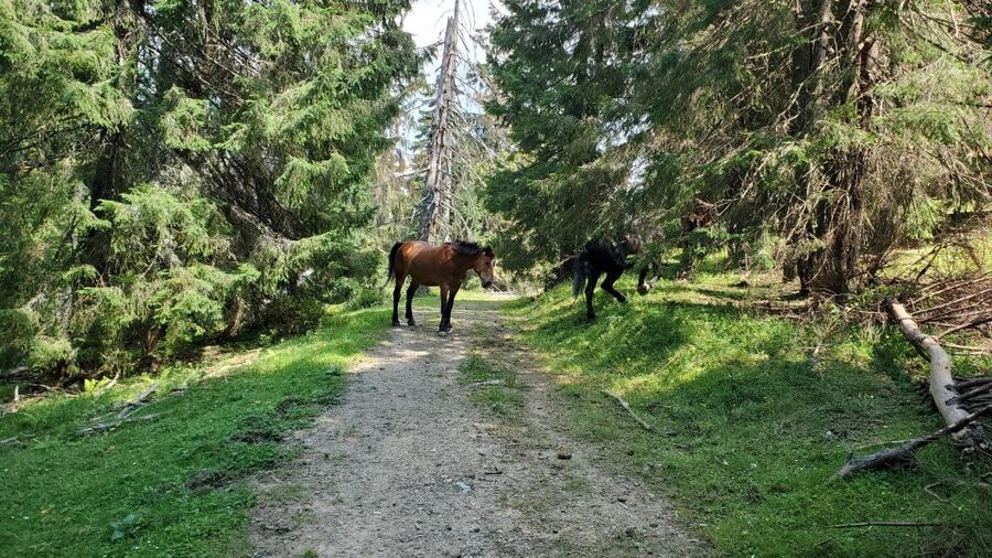 From Cluj-Napoca: Carpathian Mountains Guided Scenic Hike - Should you book this guided Padiș hike? My decision guide