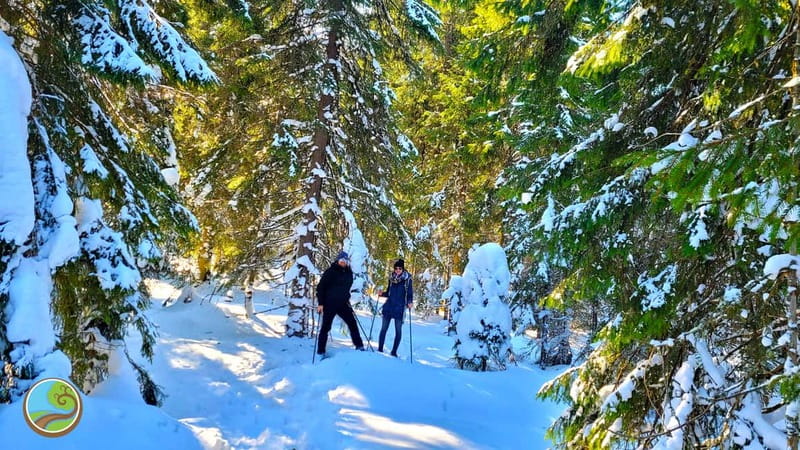 From Cluj: Winter Walking Trip on the Great Mountain - Key highlights you will feel immediately