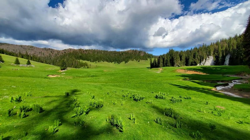 From Oradea: Apuseni Mountains Guided Hiking Tour - Onceasa Valley to Glavoi Stables: the walk that sets your tempo