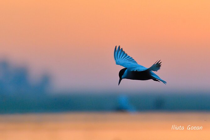 Guided Birdwatching day trip to the Danube Delta - private program - Species You Can Expect to Hunt With Binoculars