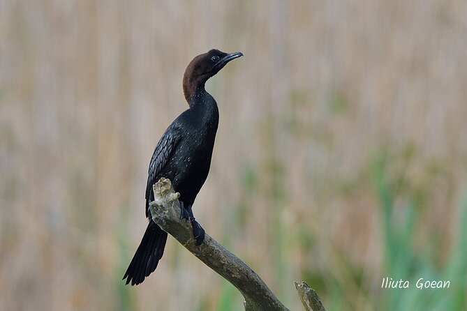Guided Birdwatching day trip to the Danube Delta - private program - Lunch in the Villages on the Way, and Why It Impacts Your Budget