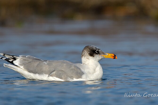 Guided Birdwatching day trip to the Danube Delta - private program - Price and Value: What You Get for $578.41 per Group