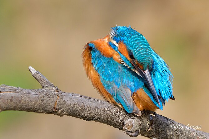 Guided Birdwatching day trip to the Danube Delta - private program - How the Captain’s Season Knowledge Changes Everything