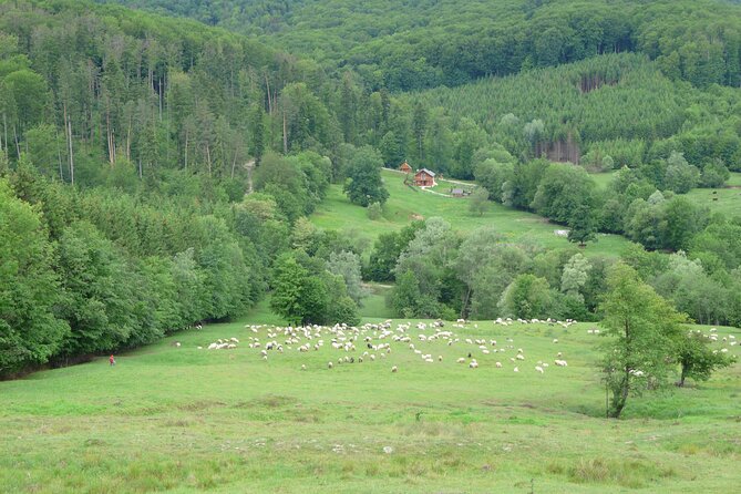 Half Day Tour to Bucovina Painted Monasteries - The AXA Travel ride: comfort, pacing, and having your guide drive