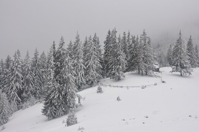 Hike in the Wild Private Photo Tour - Winter magic: reading snow for wildlife signs