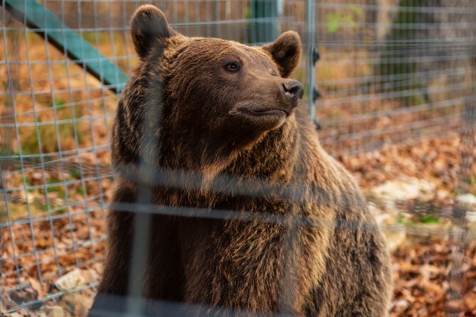 Legends&Wildlife Awaits: Dracula's Castle & Bear Sanctuary - Who this tour is best for (and who should think twice)