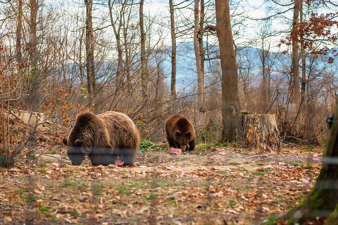 Legends&Wildlife Awaits: Dracula's Castle & Bear Sanctuary - Getting the most from the day: simple things that help