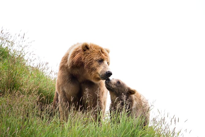 Libearty Bear Sanctuary and Dracula's Castle - Day Tour from Bucharest - What you’re really signing up for: a long road day with two big payoffs