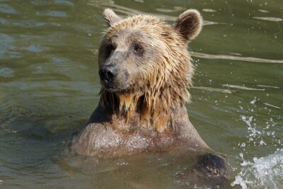 Libearty Bear Sanctuary and Dracula’s Castle – Day Tour from Bucharest