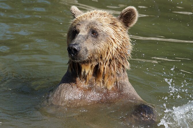 Libearty Bear Sanctuary and Dracula's Castle - Day Tour from Bucharest - Libearty Bear Sanctuary: 69 hectares, 90+ rescued brown bears, and real emotion