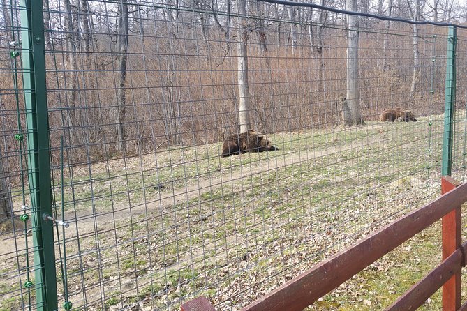LiBearty Bear Sanctuary Zarnesti Small-Group Trip from Brasov - Key things that make this trip work