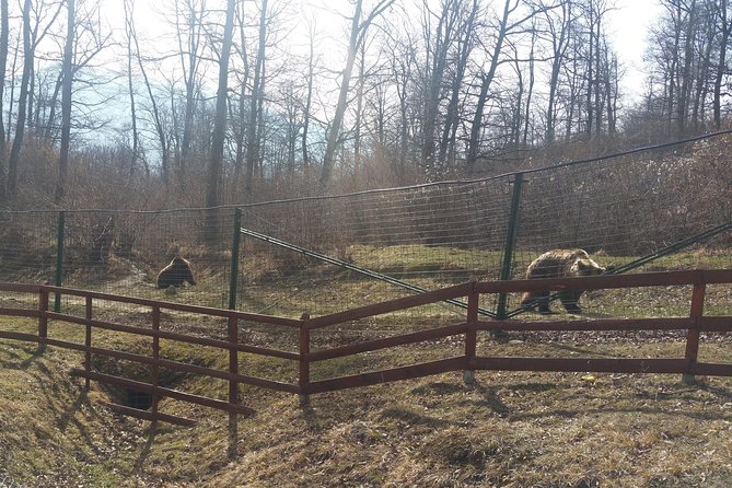 LiBearty Bear Sanctuary Zarnesti Small-Group Trip from Brasov - Entering Libearty Bear Sanctuary Zarnesti from Brasov