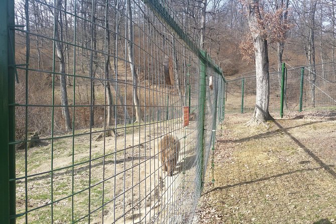 LiBearty Bear Sanctuary Zarnesti Small-Group Trip from Brasov - The 2-kilometer forest walk: how the sanctuary visit is paced