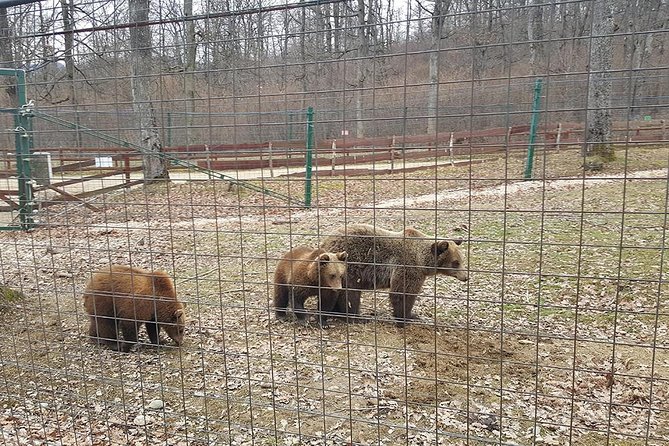 LiBearty Bear Sanctuary Zarnesti Small-Group Trip from Brasov - What you may see besides the bears