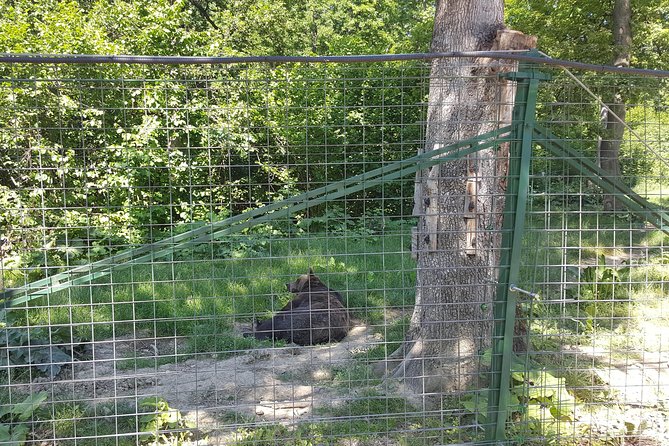 LiBearty Bear Sanctuary Zarnesti Small-Group Trip from Brasov - Respectful photos and the reality of photo tax