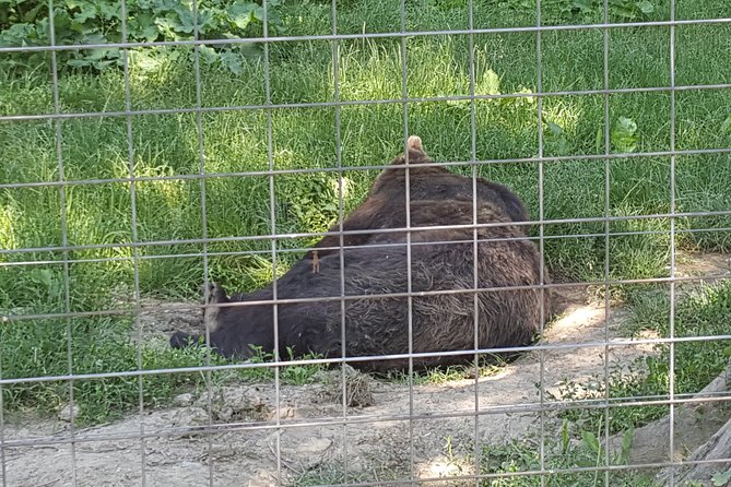 LiBearty Bear Sanctuary Zarnesti Small-Group Trip from Brasov - Photo viewpoints and city return: what happens after the sanctuary