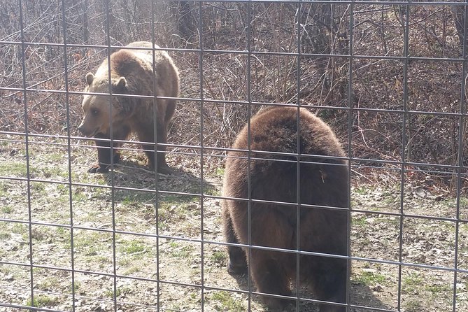LiBearty Bear Sanctuary Zarnesti Small-Group Trip from Brasov - Getting there in air-conditioned comfort: meeting points and timing