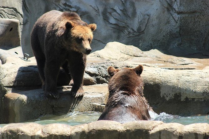 LiBEARty Brown Bear Sanctuary and the most important castles from Romania - Booking value: what $260.24 covers, and what it does not