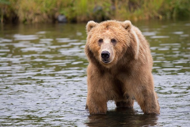 LiBEARty Brown Bear Sanctuary and The Real Dracula Tour - Key highlights you should care about