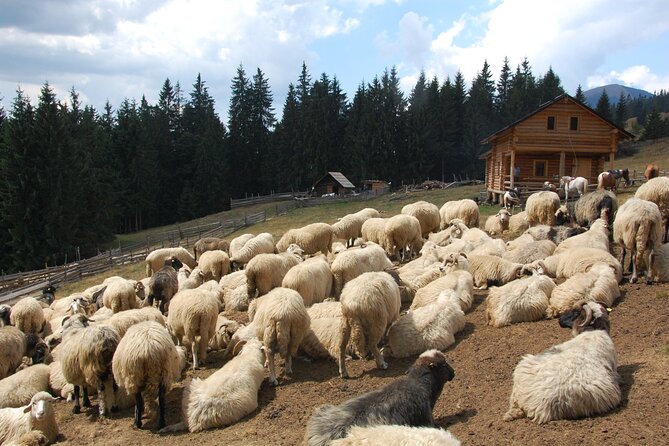 Maramures Day Tour (trip start in Bucovina, end in Sighetu M.) - Price and Value, what’s included and what you should budget for