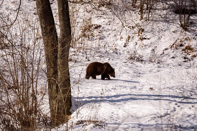 Meet the Bears & Visit Dracula Castle Day Tour from Bucharest - Why this Brasov day trip feels efficient from Bucharest