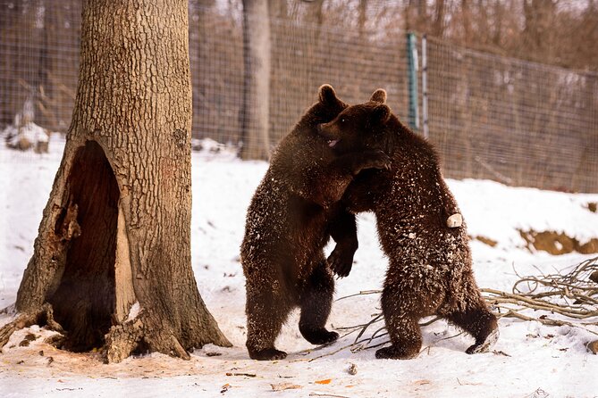 Meet the Bears & Visit Dracula Castle Day Tour from Bucharest - Priority access and why it matters when sites are busy