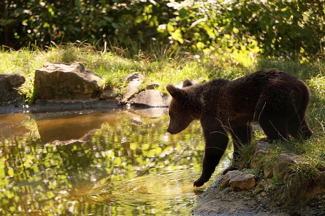 Meet the Bears & Visit Dracula Castle Day Tour from Bucharest - The 7:00 am start, pickup, and the drive you should expect