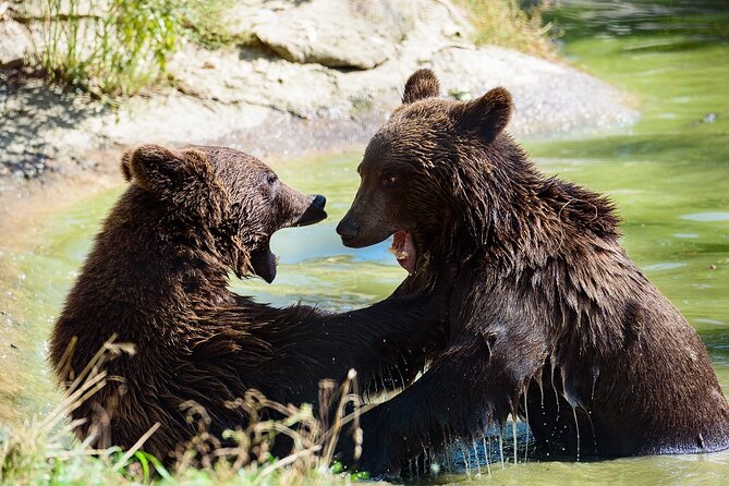 Meet the Free Bears and visit Dracula's Castle in a Day Trip from Bucharest - A small-group Transylvania day trip with an early 7:00 am start
