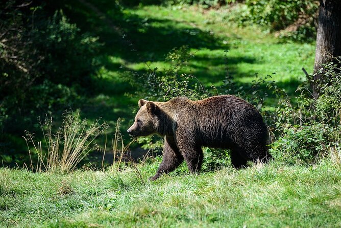 Meet the Free Bears and visit Dracula's Castle in a Day Trip from Bucharest - Tickets, timing, and the long day factor