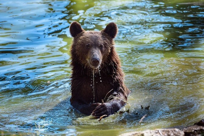 Meet the Free Bears and visit Dracula's Castle in a Day Trip from Bucharest - Price and value: is $219.80 per person worth it?