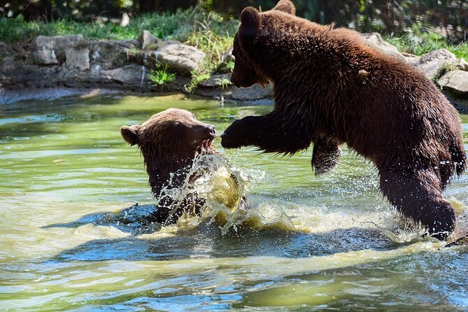 Meet the Free Bears and visit Dracula's Castle in a Day Trip from Bucharest - Who this tour suits best, and who might want another plan