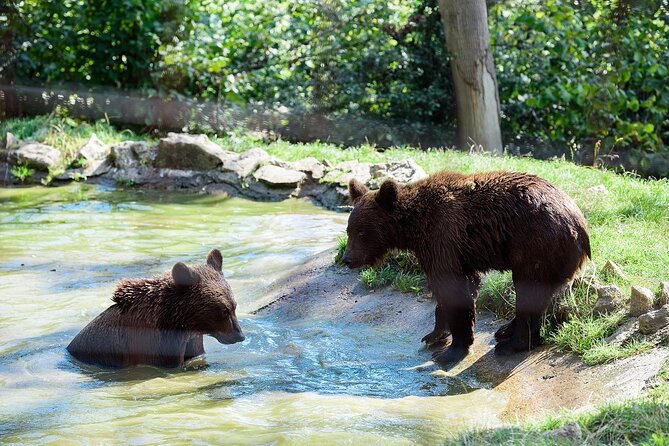 Meet the Free Bears and visit Dracula's Castle in a Day Trip from Bucharest - FAQ