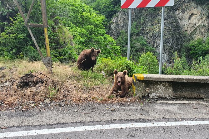 Meet Wild Brown Bears on the Roads to Real Dracula's Fortress - Curtea de Arges Monastery: Where Romanian royalty left a mark