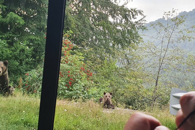 Meet Wild Brown Bears on the Roads to Real Dracula's Fortress - Private car and a licensed guide: less waiting, more control