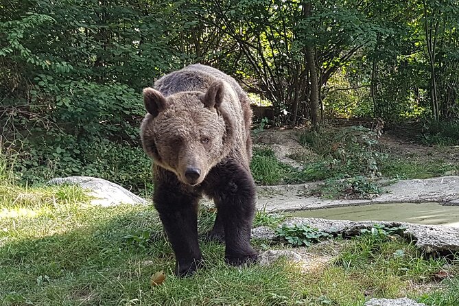 Meet Wild Brown Bears on the Roads to Real Dracula's Fortress - Should you book this tour?