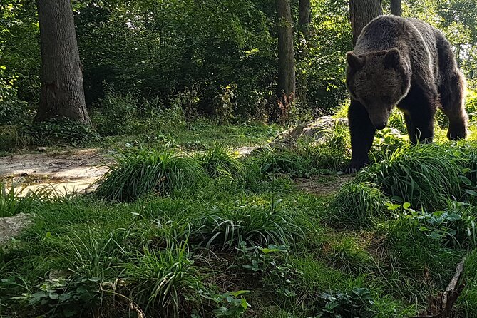 Meet Wild Brown Bears on the Roads to Real Dracula's Fortress - Poienari Castle and the real Vlad story: 1480 stairs, dramatic payoff