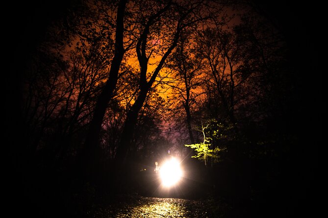 Night Tour in Hoia Baciu Forest - Why Hoia Baciu Feels Different After Dark