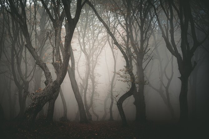 Night Tour in Hoia Baciu Forest - What the Guide Does With the Legends (So It Doesn’t Feel Random)