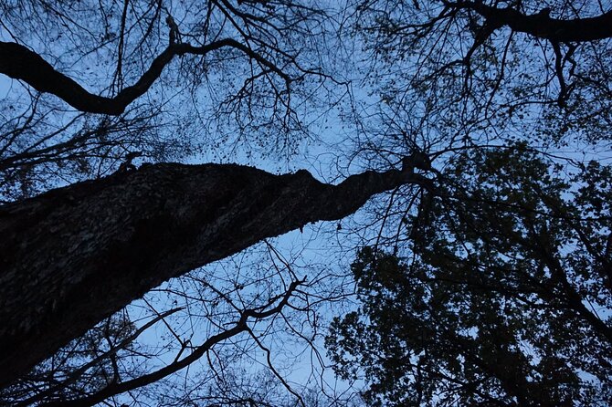 Night Tour in Hoia Baciu Forest - Gear and Comfort: Ponchos, Flashlights, and Real Walking Advice