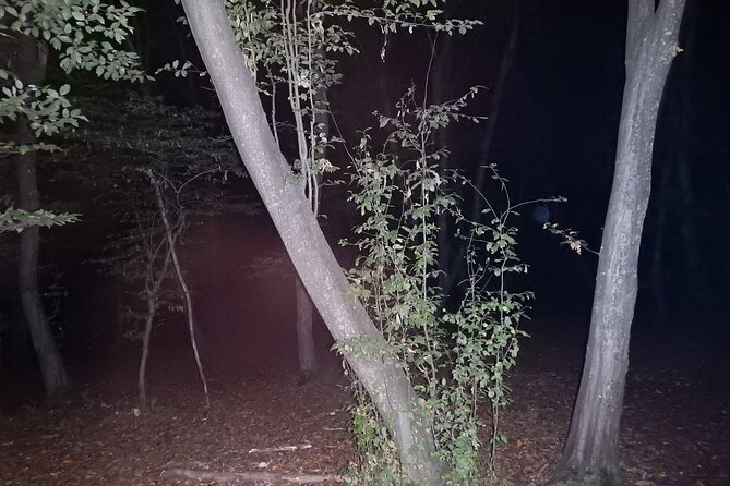 Night Tour in Hoia Baciu Forest - Who This Tour Suits Best (and Who Might Prefer Another Plan)