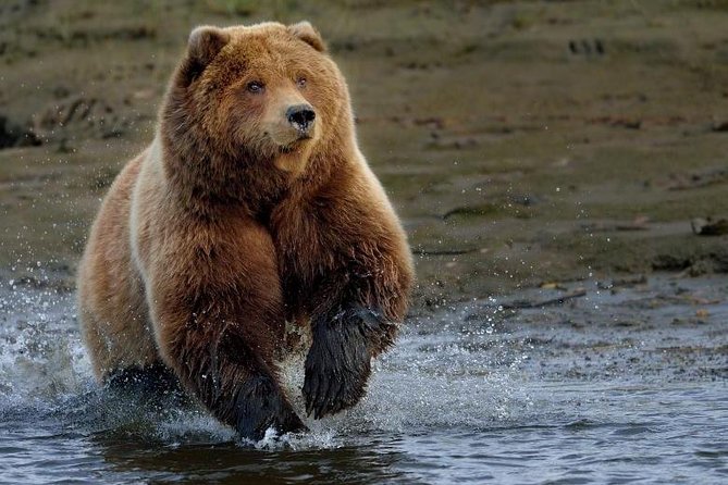 One day trip Bear Sanctuary Dracula Castel and Rasnov Fortress from Brasov - Stop 1: Libearty Bear Sanctuary Zărnești and what to expect