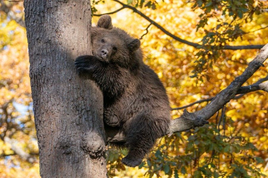 One day trip Bear Sanctuary, Dracula Castle - Key highlights you should care about