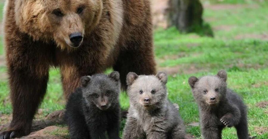 One day trip Bear Sanctuary, Dracula Castle - Liberty Bear Sanctuary Zarnesti, where the rules protect you and the bears