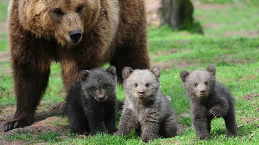 One day trip Bear Sanctuary, Dracula Castle - The 7-hour day from Brașov: how the timing really affects the experience