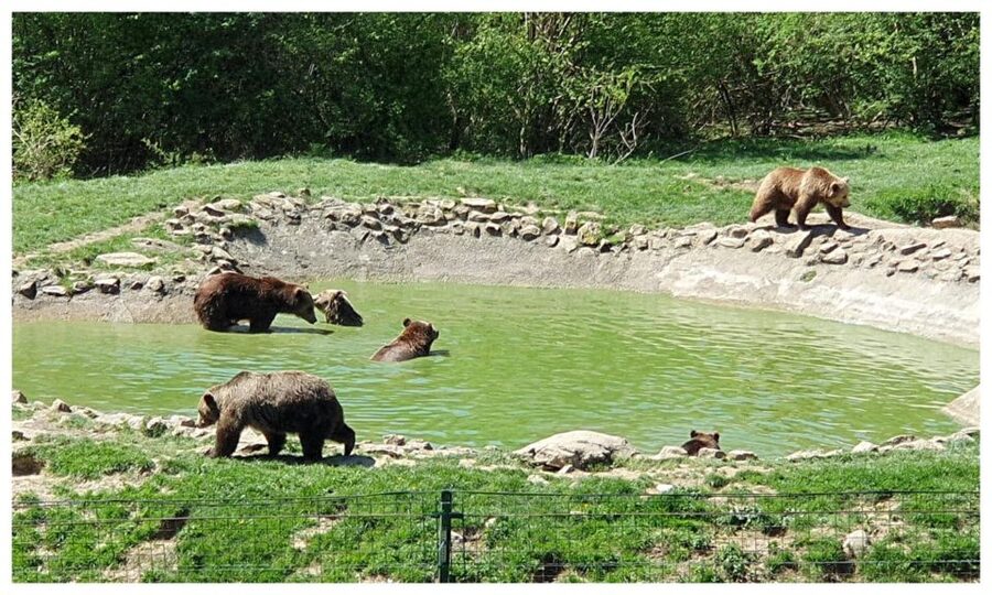One day trip Bear Sanctuary, Dracula Castle - Should you book this Bear Sanctuary and Bran Castle day trip?