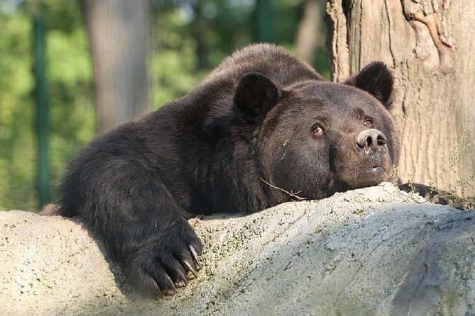 One day trip Bear Sanctuary, Dracula Castle, Rasnov Fortress from Brasov - What to pack, and how to survive the walking parts