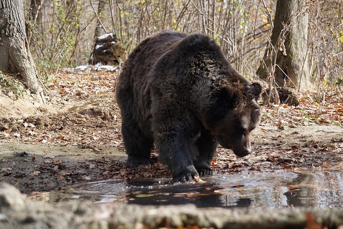 One day trip Bear Sanctuary, Dracula Castle, Rasnov Fortress from Brasov - Should you book this tour?