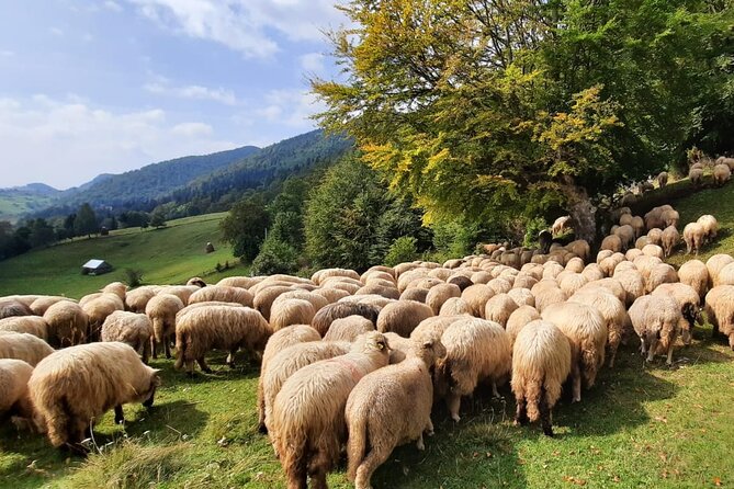Pestera and Magura Full-Day Private Walking Tour from Brasov - Price, Included Extras, and Value for Your Time