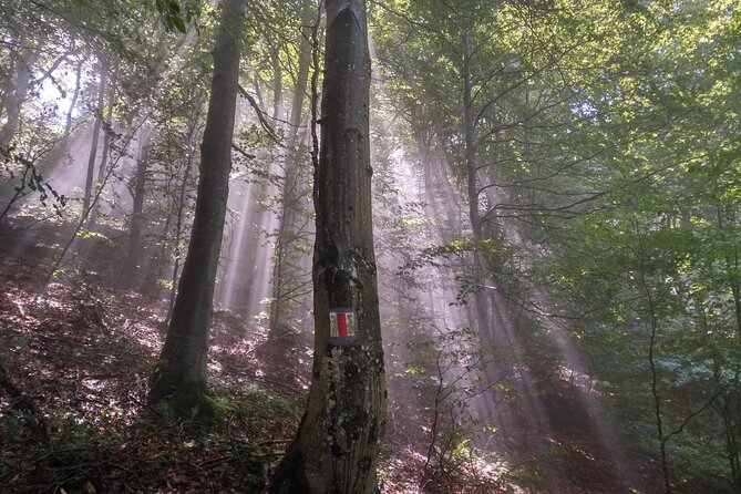 Piatra Craiului National Park Private Hiking Tour from Brasov - Optional Bran Castle on the return drive to Brașov